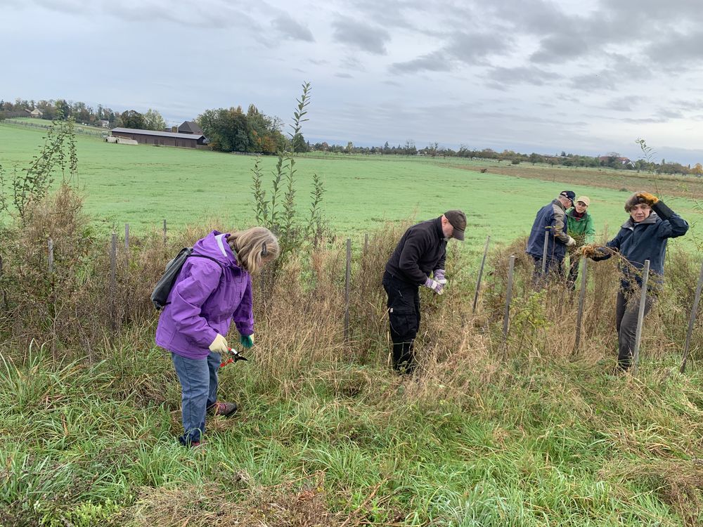 Gruppe bei der Heckenpflege