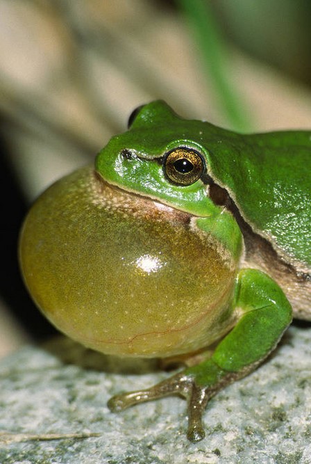 Laubfrosch mit Schallblase