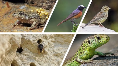 Nutzniesser wie Wildbienen und Zauneidechse