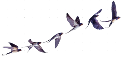 Rauchschwalben, Flugbilder