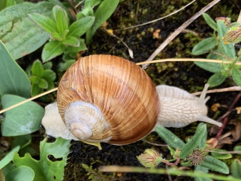 Weinbergschnecke