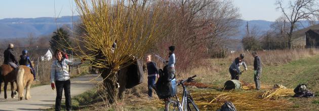 Kopfweidenschnitt 2019