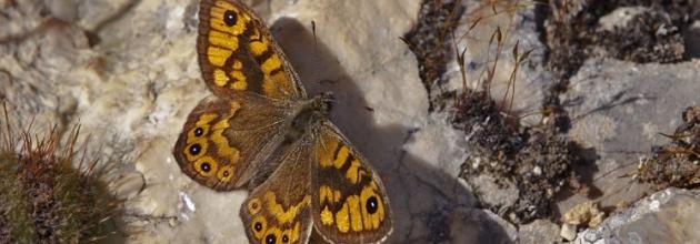 Der Mauerfuchs bevorzugt grasige Felshänge und Schluchten, blütenreiche Wiesen und Waldlichtungen. Gerne ist er auf Felsen, steinigem oder kiesigem Untergrund oder eben auch an Mauern, wie sein Name sagt.