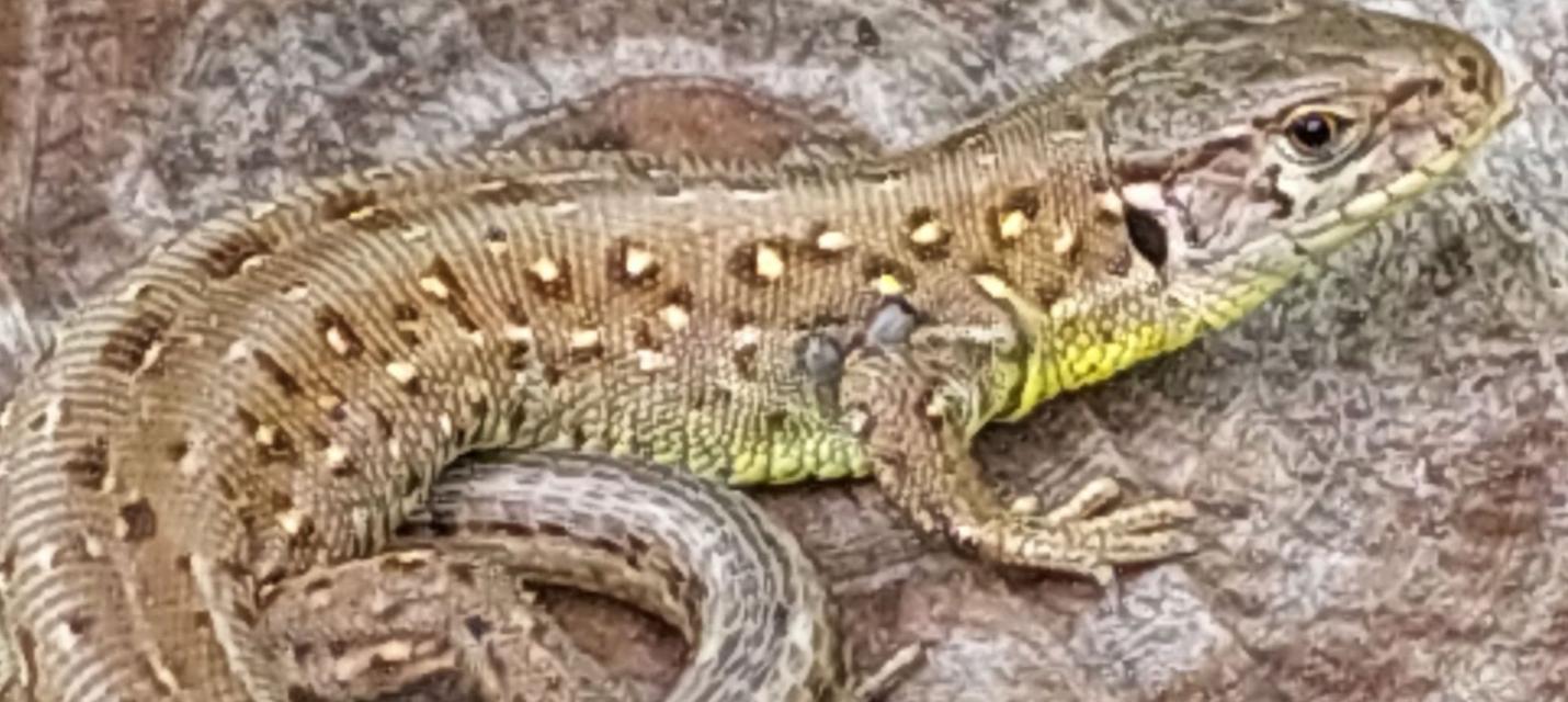 Zauneidechsenweibchen auf Baumstumpf