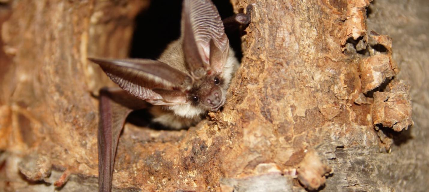 Graues Langohr, eine sehr seltene Fledermausart