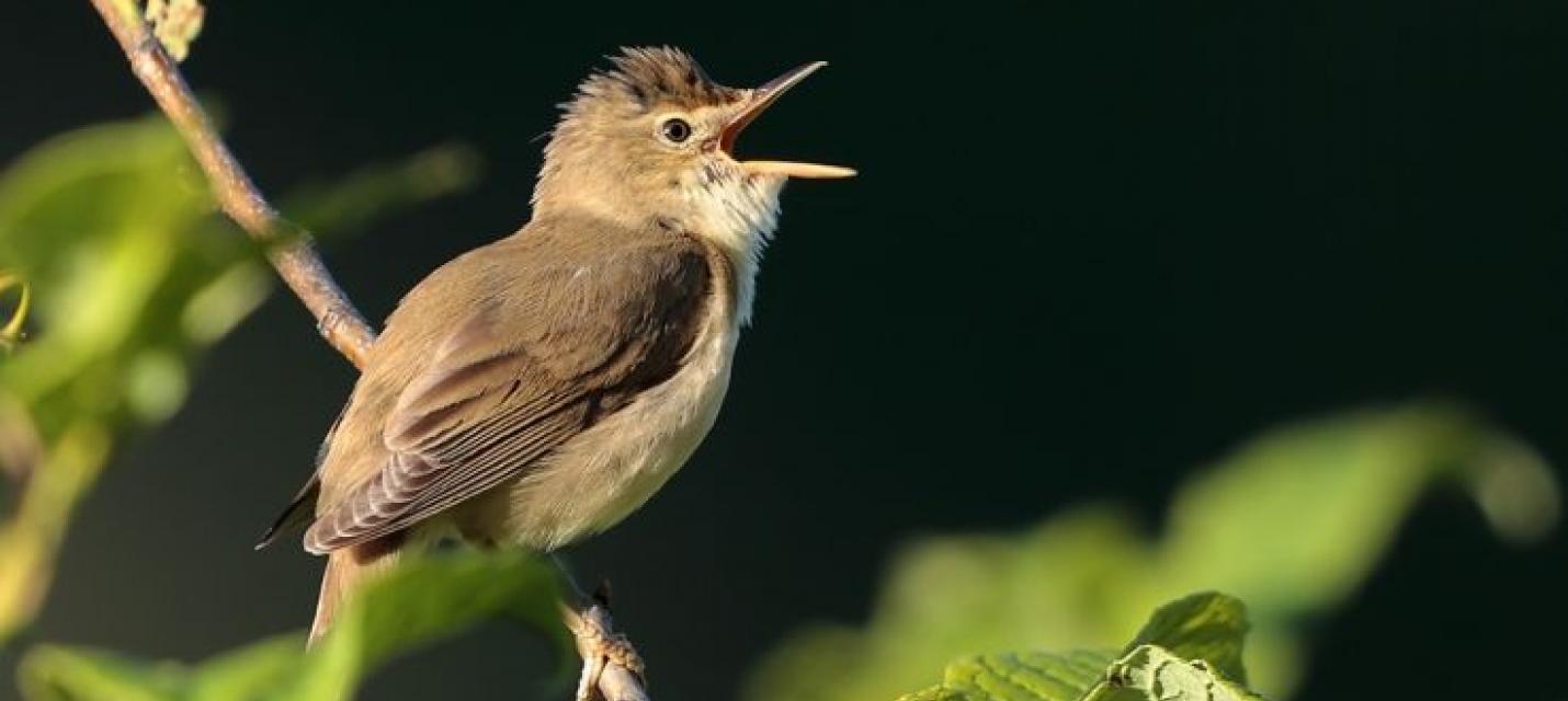 Sumpfrohrsänger singend